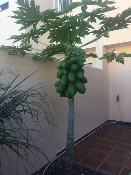 Independiente Estudio En Acogedora Casita De Mai Costa Adeje Dış mekan fotoğraf